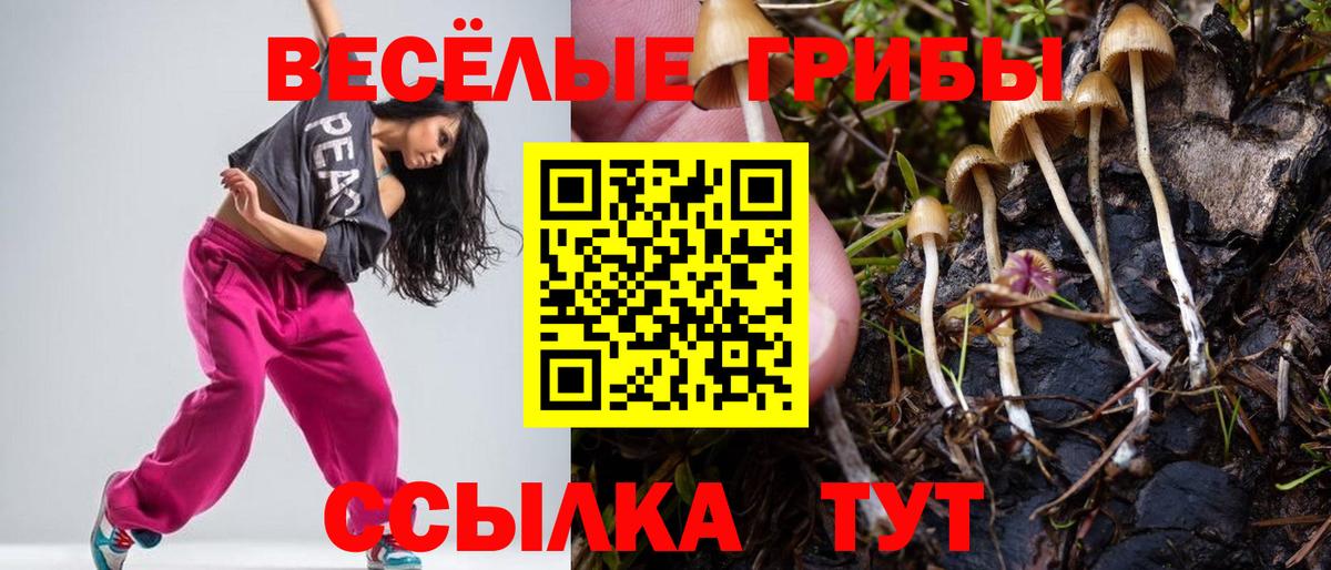 где можно купить наркотик  Псилоцибиновые грибы Psilocybe  Вход с VPN  Псилоцибиновые грибы Magic Shrooms  Альметьевск 